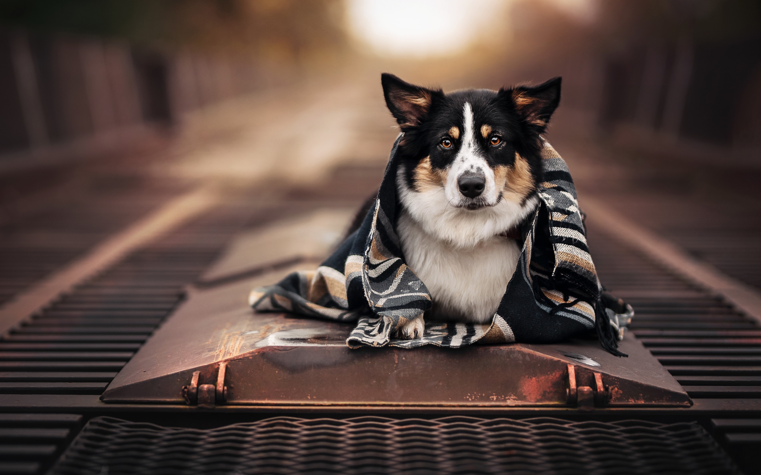 , , , , , face, look, dog, plaid, bokeh