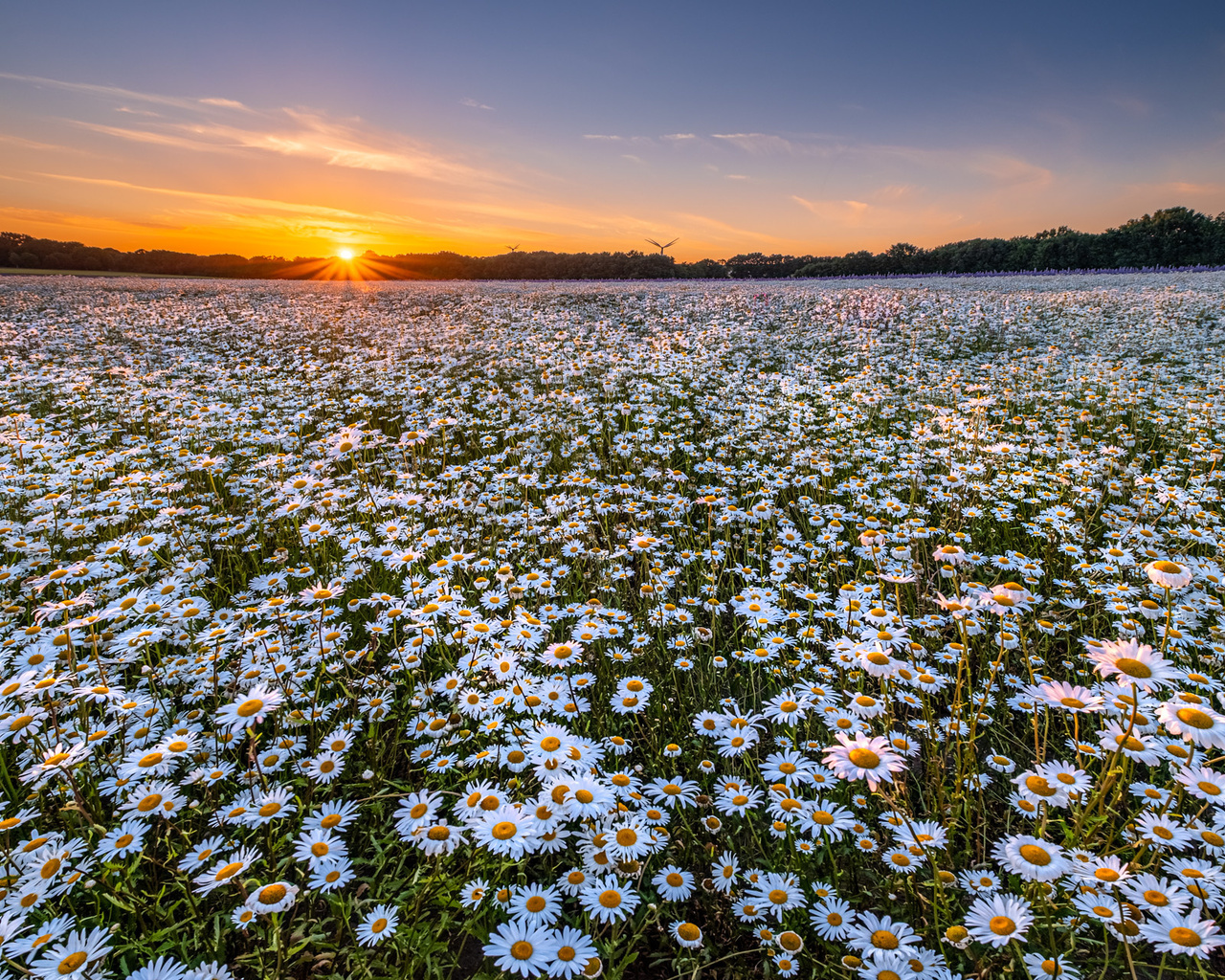 , , , , ,  , flowers, sunset, landscape, field, chamomile, chamomile field