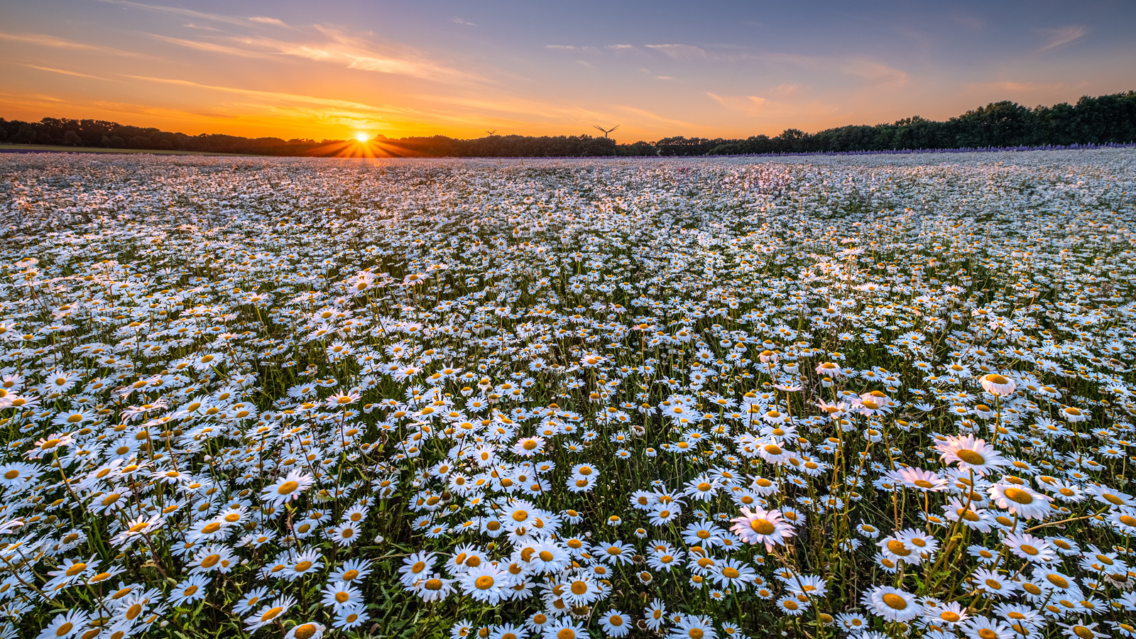 , , , , ,  , flowers, sunset, landscape, field, chamomile, chamomile field