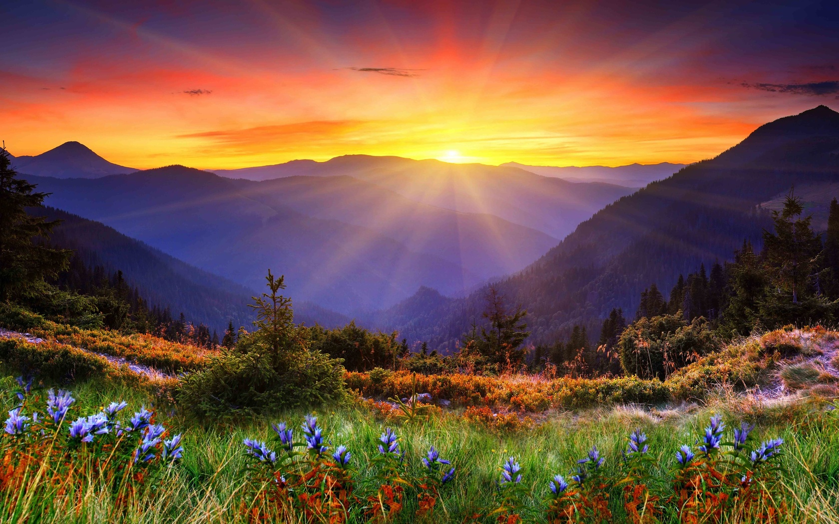 nature, panorama, flowers, sunrise, mountains, landscape