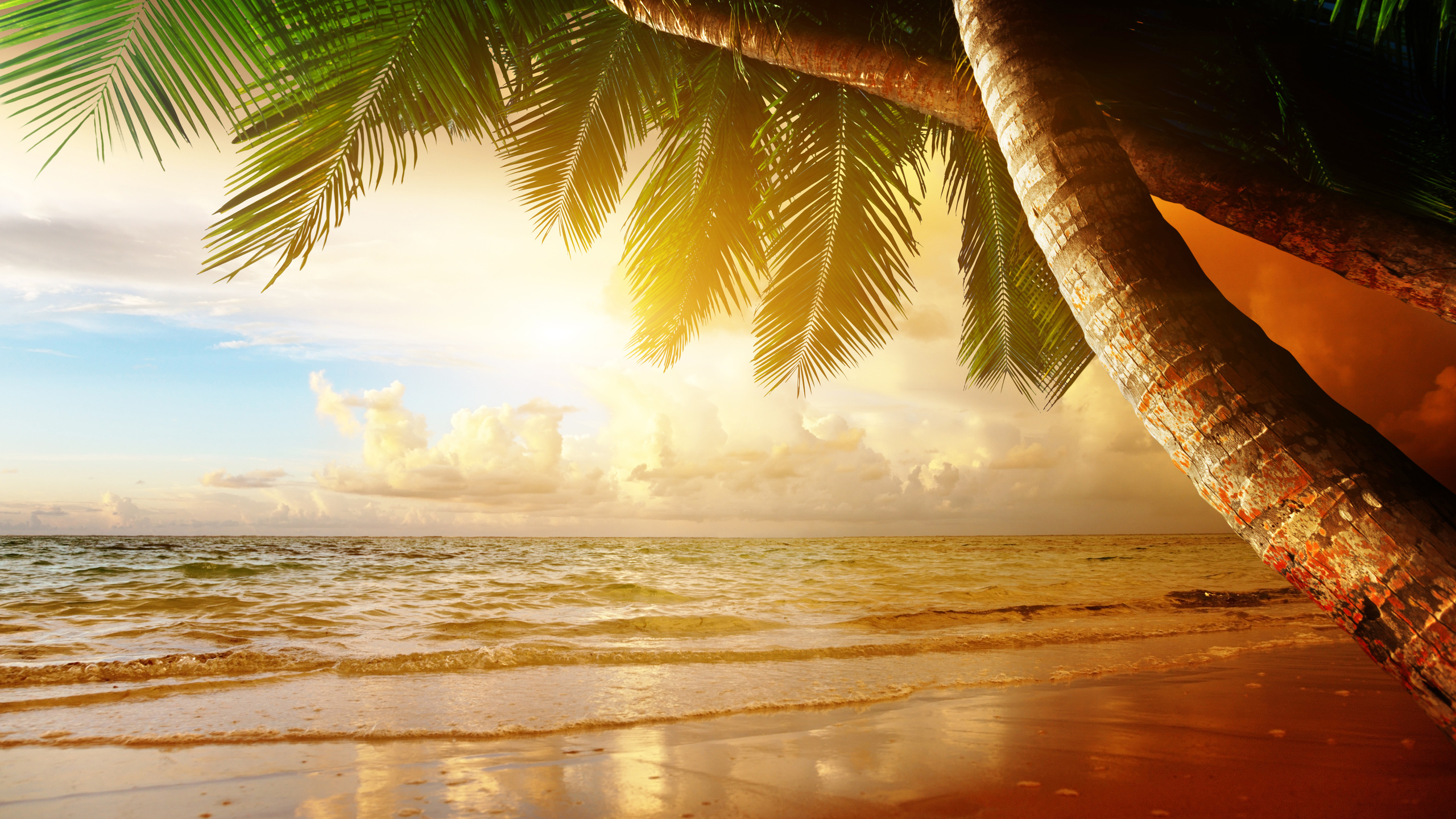 sand, sea, beach, summer, sun, tropics, palm trees, ocean, shore, island