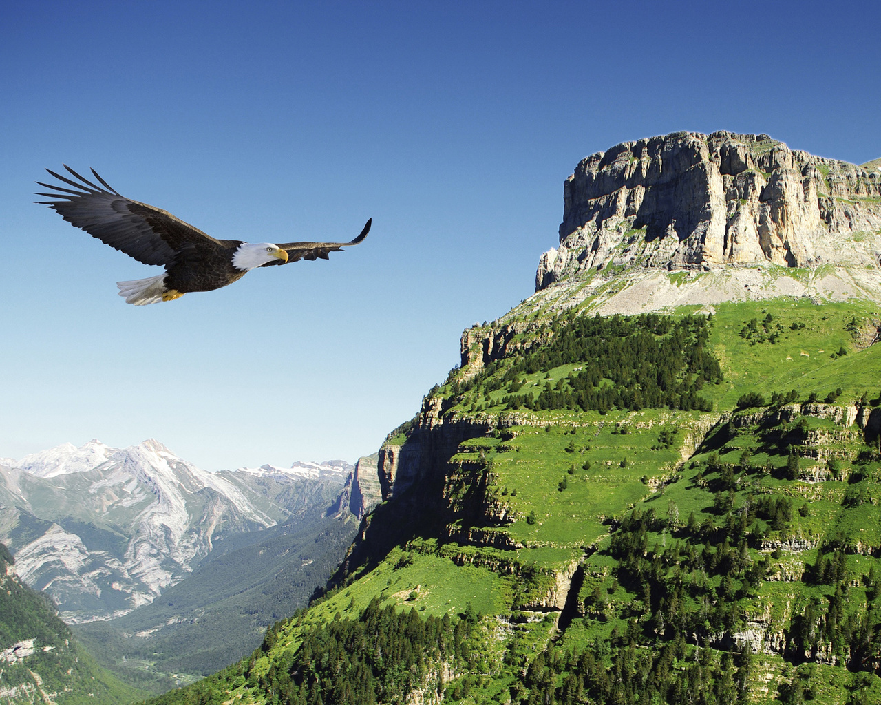 , , , , , ,  , mountains, flight, eagle, bird, valley, spain, bald eagle