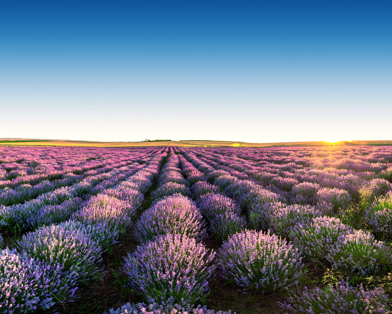 , , , , , , the sky, flowers, landscape, field, lavender