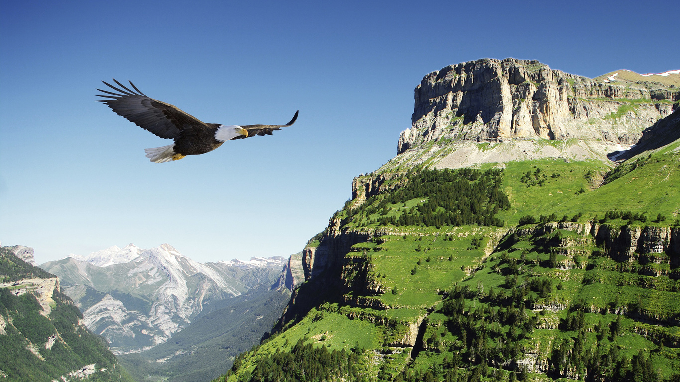 , , , , , ,  , mountains, flight, eagle, bird, valley, spain, bald eagle