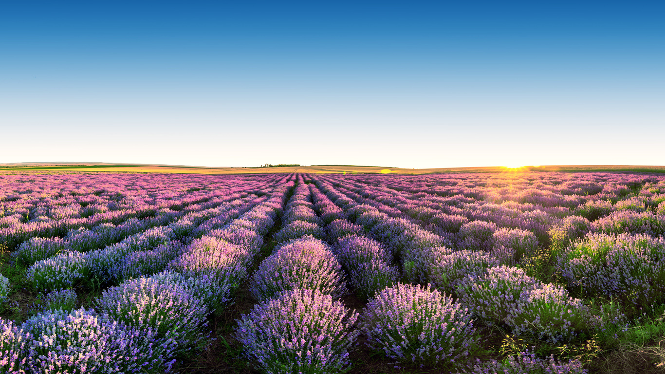 , , , , , , the sky, flowers, landscape, field, lavender