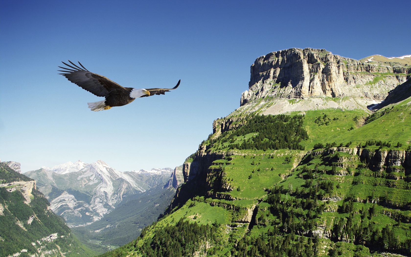 , , , , , ,  , mountains, flight, eagle, bird, valley, spain, bald eagle