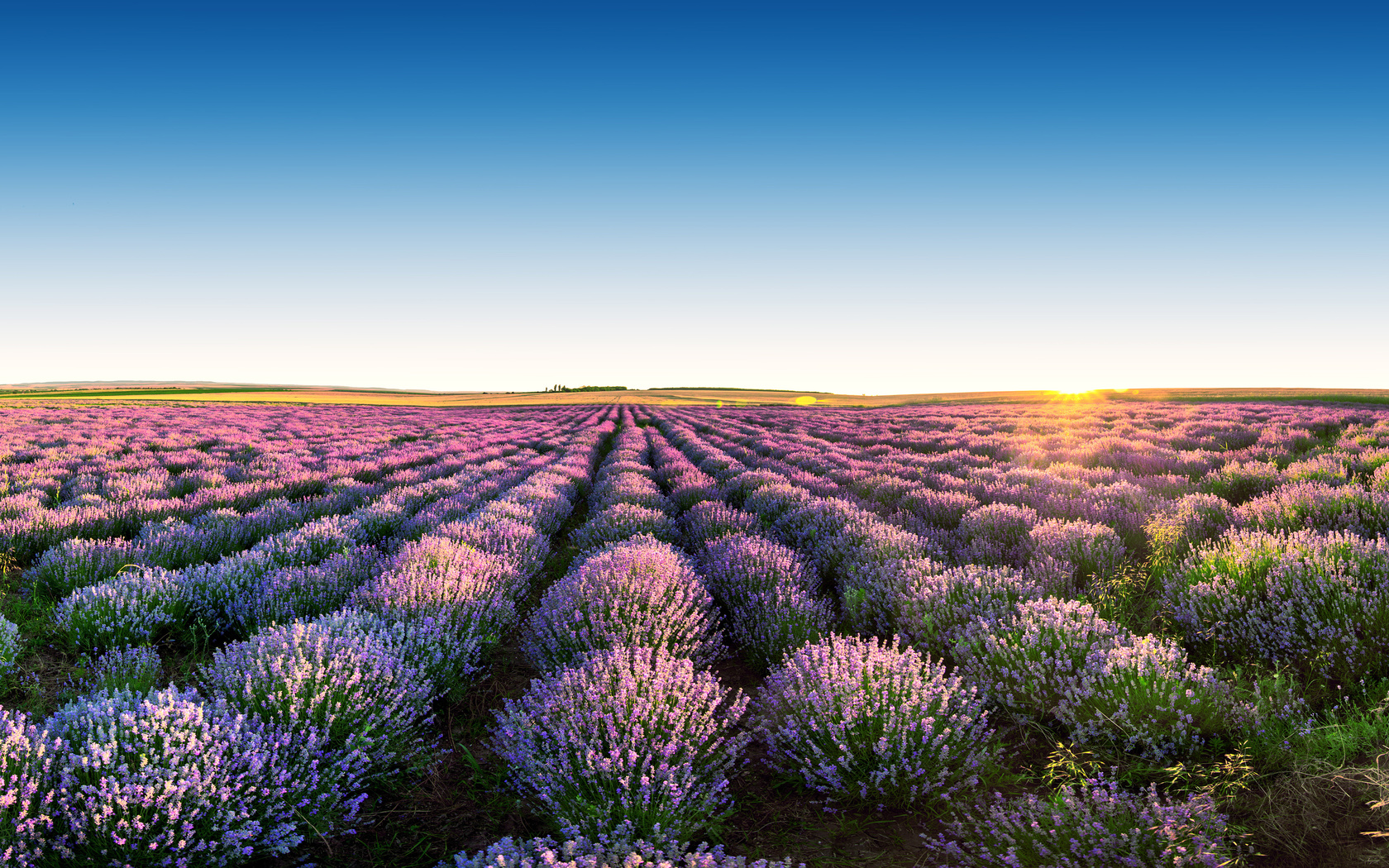 , , , , , , the sky, flowers, landscape, field, lavender