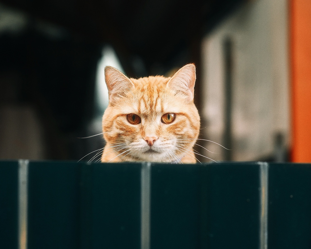 animal, cat, yellow, yellow cat