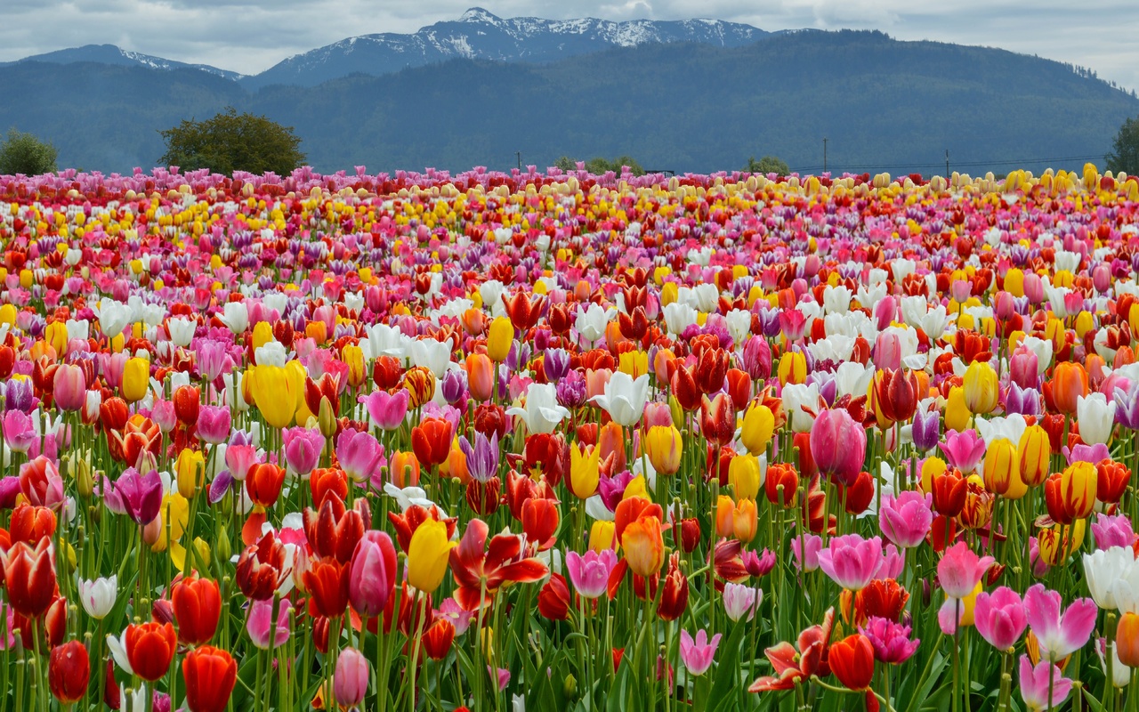 , , , , spring, colors, tulips, , , mountains, field