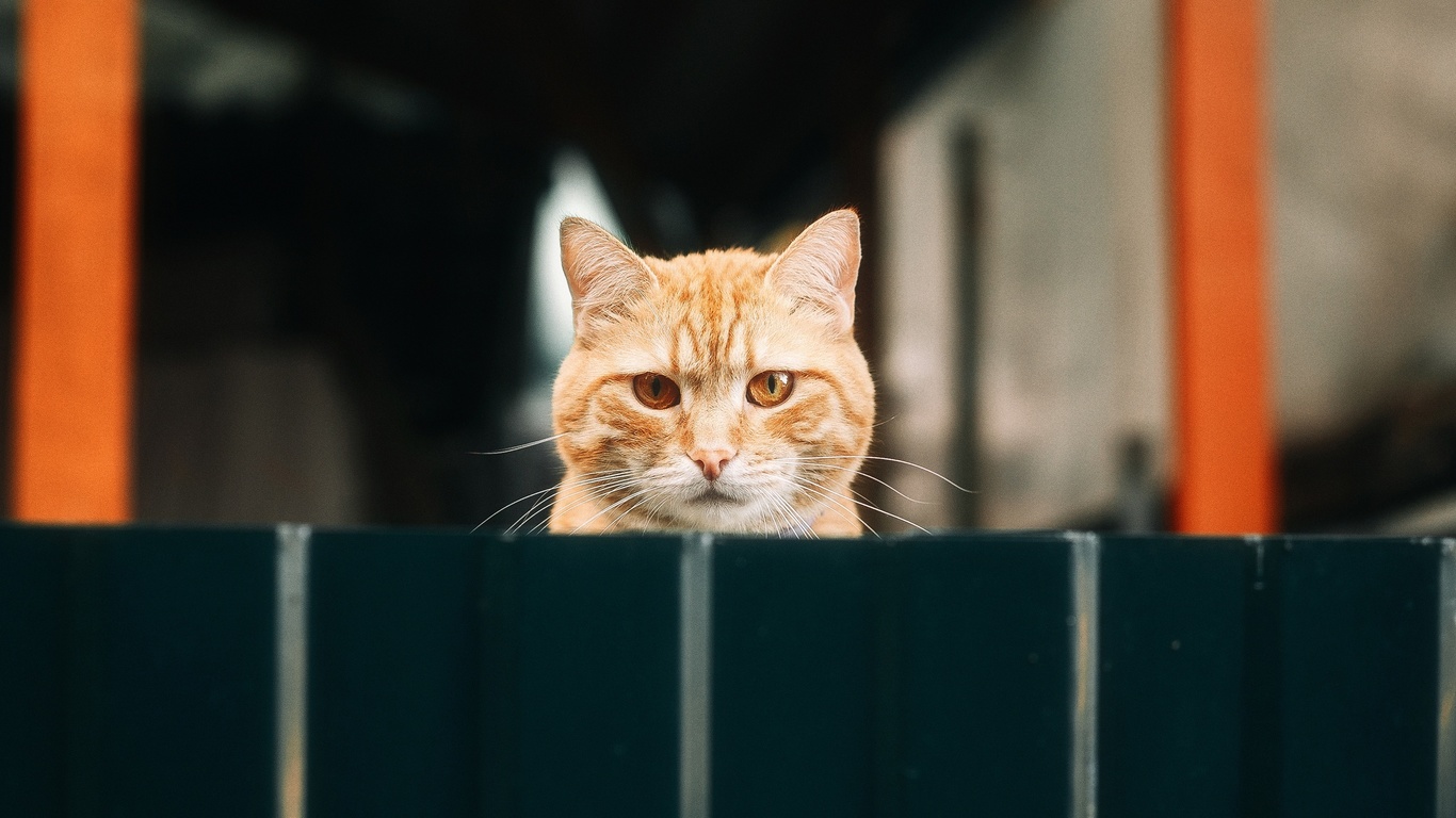 animal, cat, yellow, yellow cat