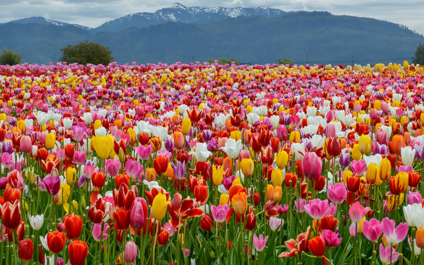 , , , , spring, colors, tulips, , , mountains, field