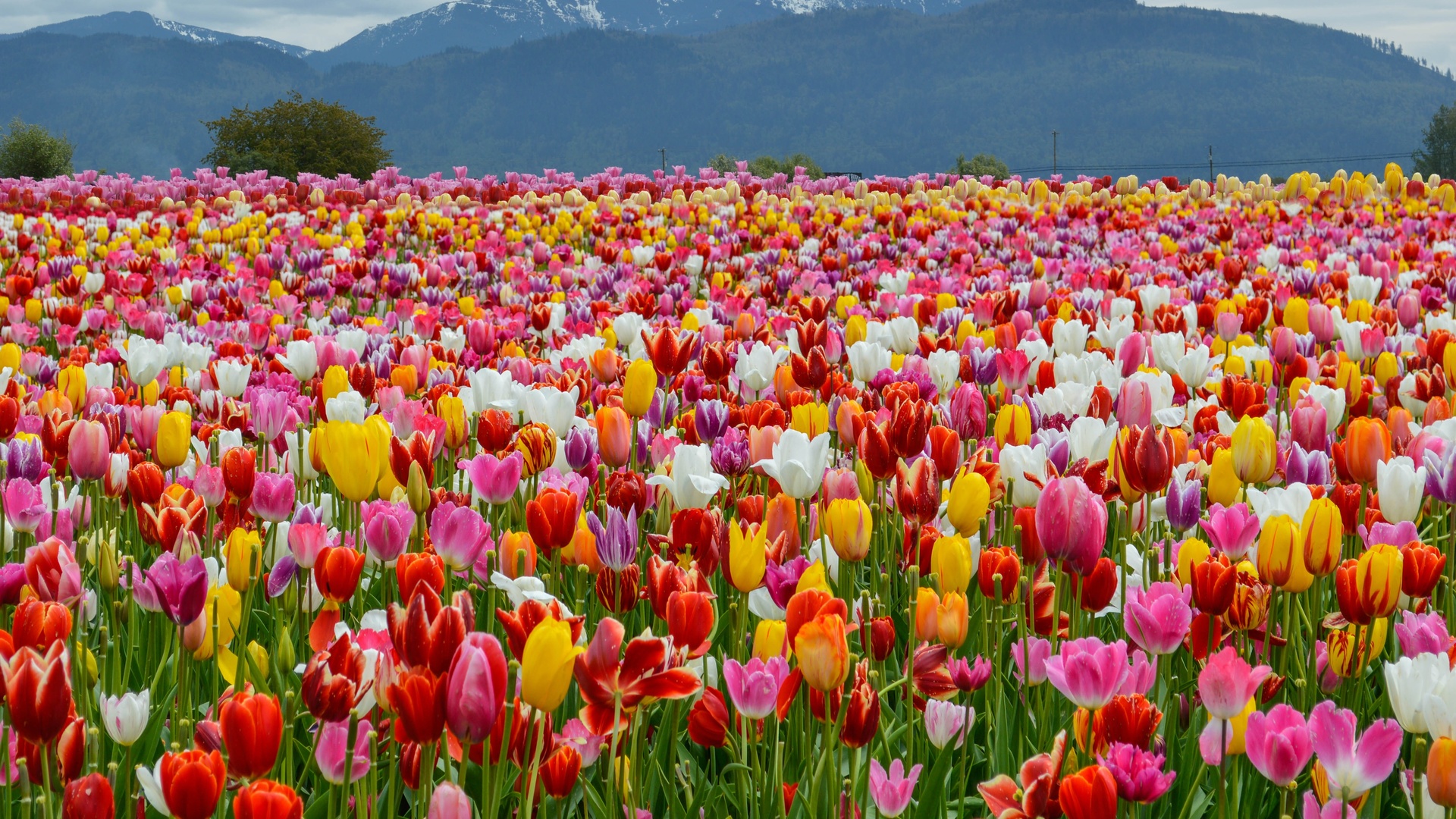 , , , , spring, colors, tulips, , , mountains, field