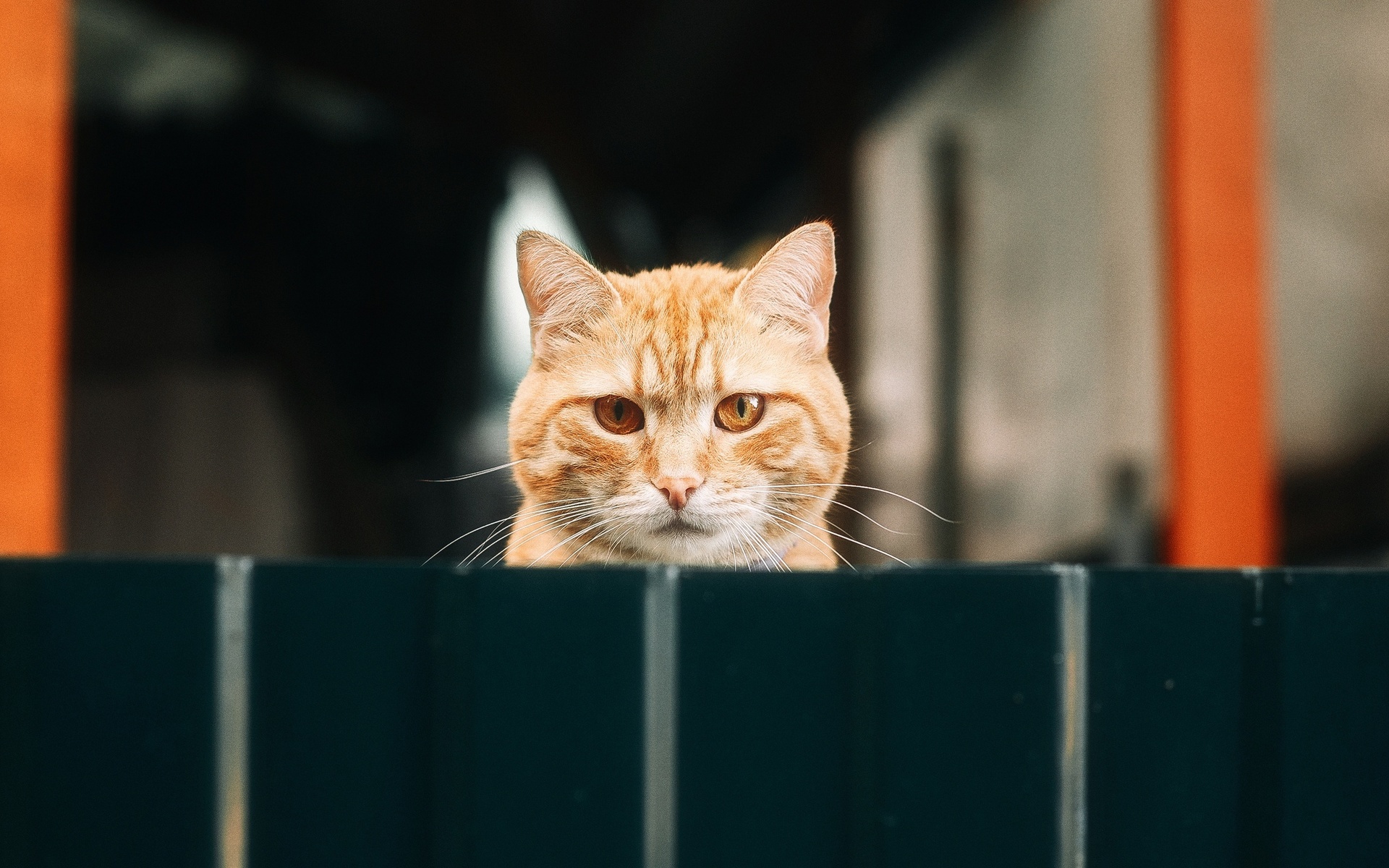 animal, cat, yellow, yellow cat