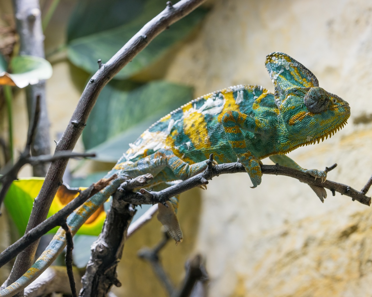 chameleon, lizard, wildlife