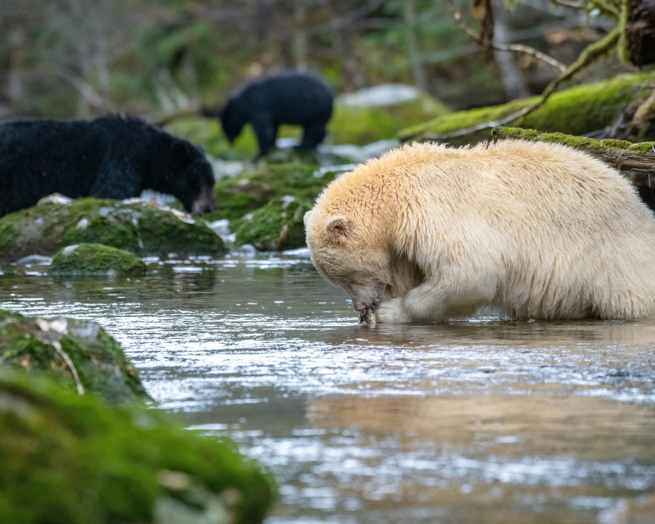 north america, wildlife, bears, canada