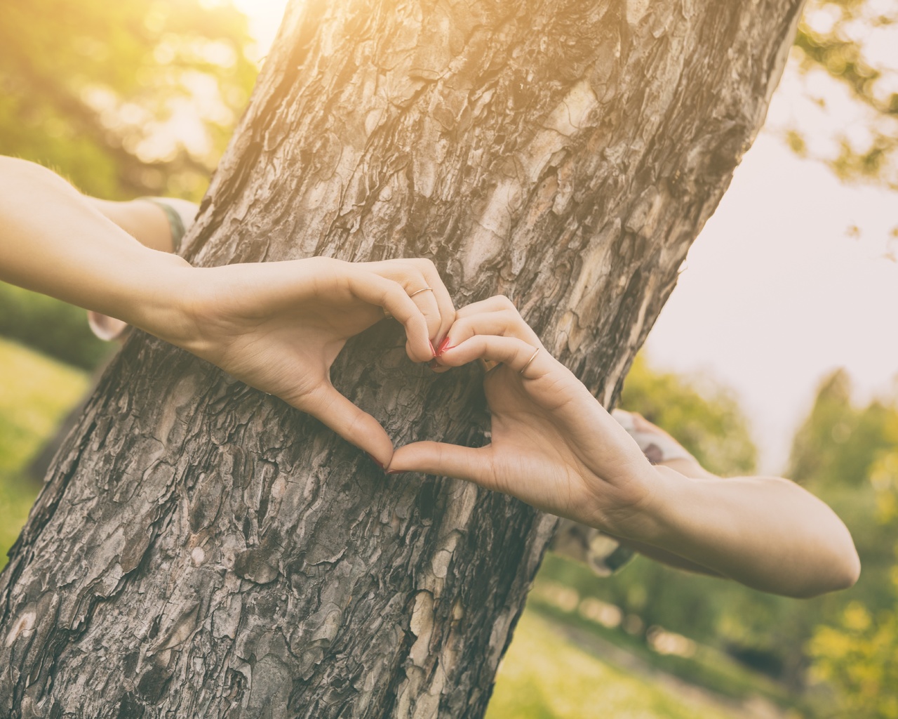 love tree, outdoors, forest, plants, nature