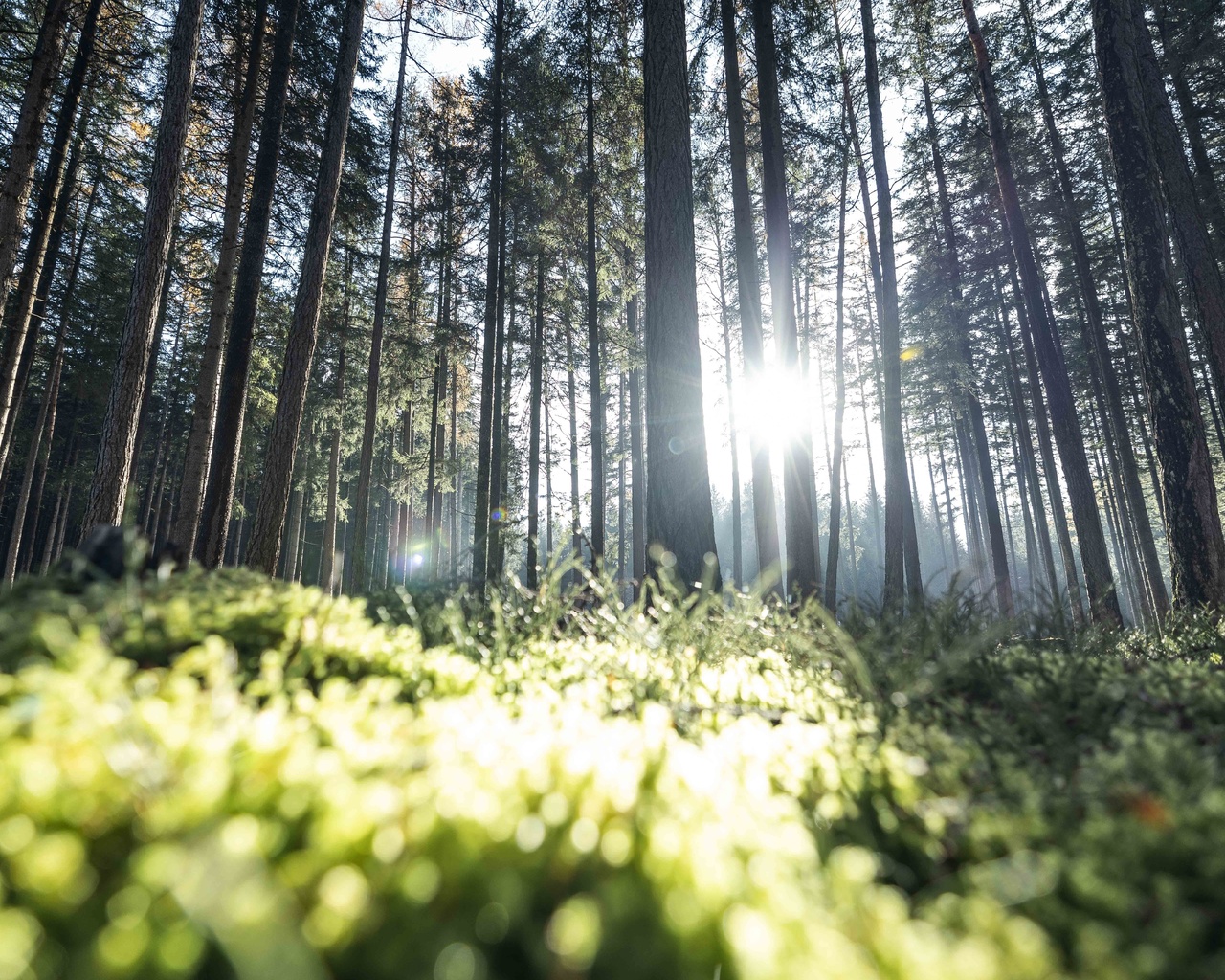 outdoors, forest, plants, nature