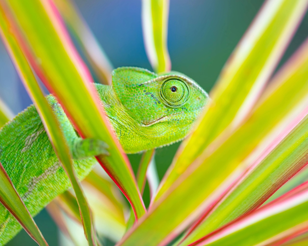 chameleon, exotic and mesmerizing pets, terrarium