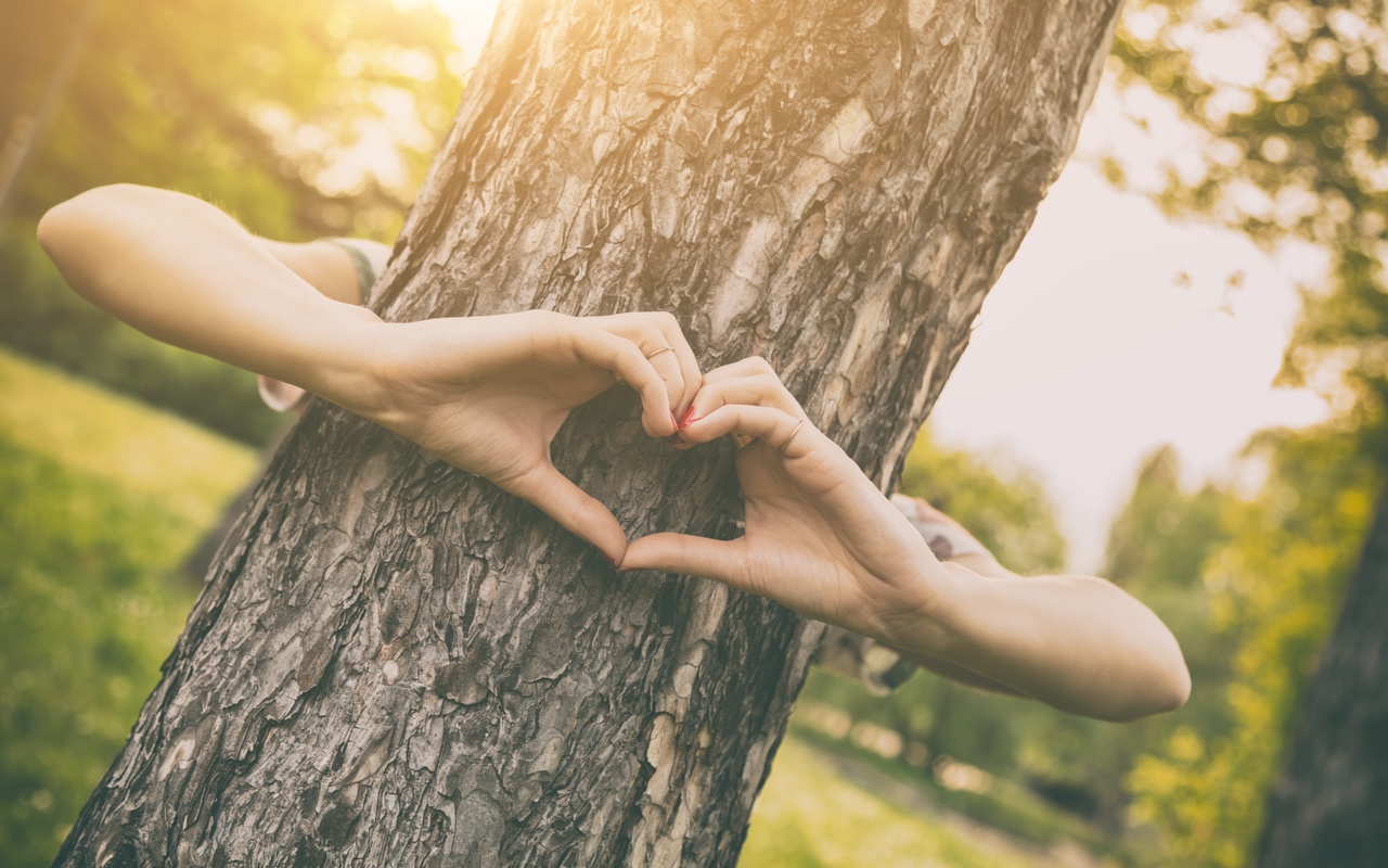 love tree, outdoors, forest, plants, nature