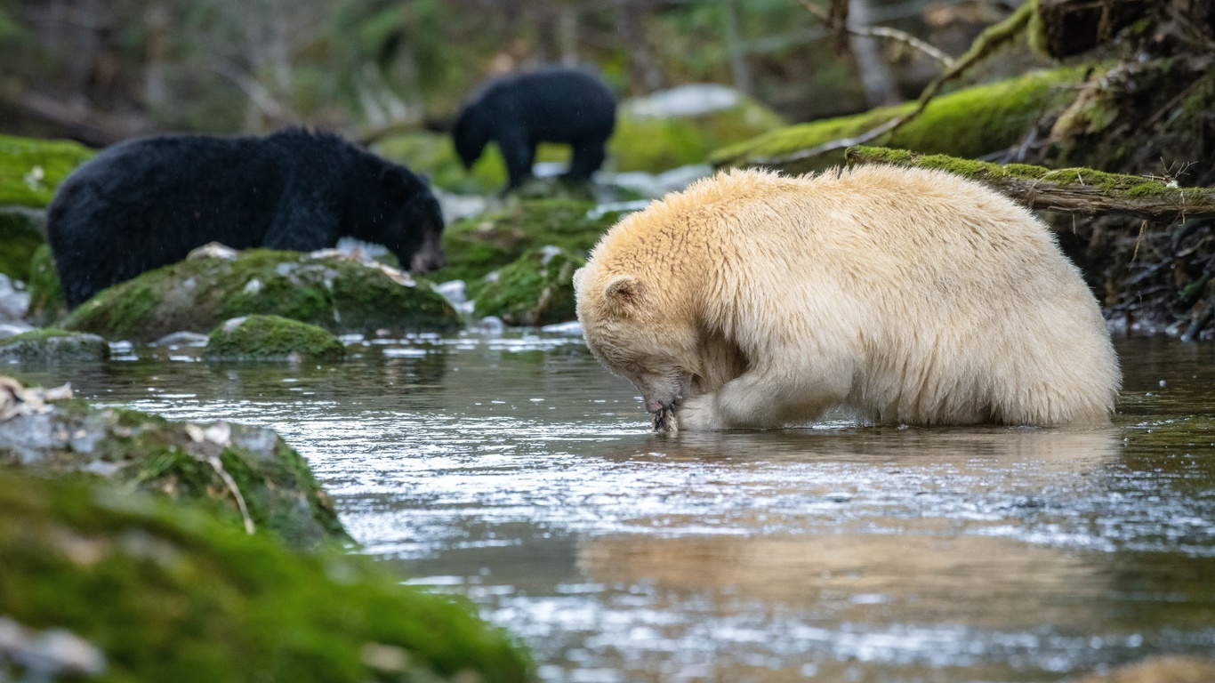 north america, wildlife, bears, canada