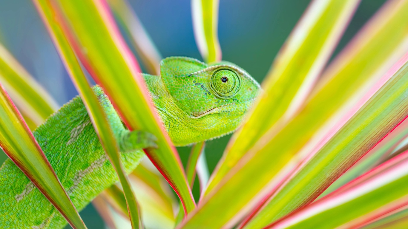 chameleon, exotic and mesmerizing pets, terrarium