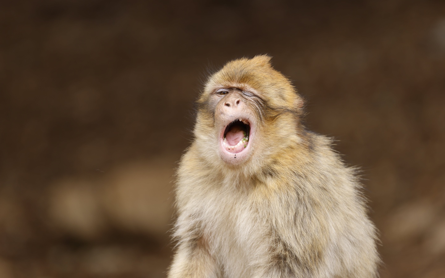 barbary macaque, monkey, macaca sylvanus