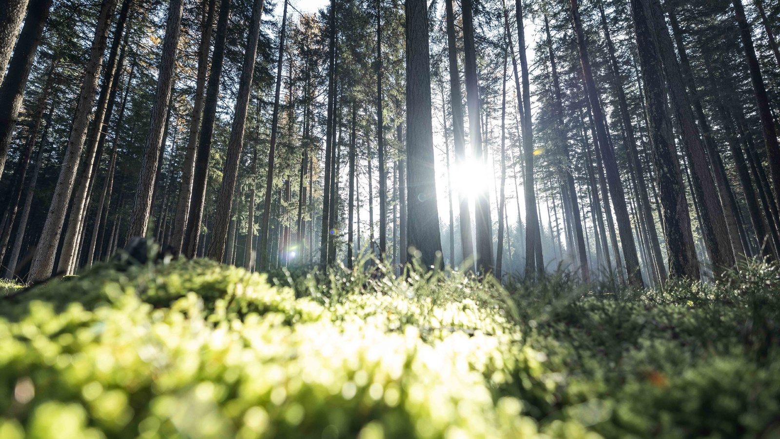 outdoors, forest, plants, nature