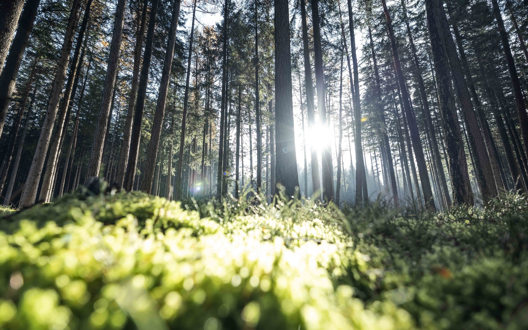 outdoors, forest, plants, nature