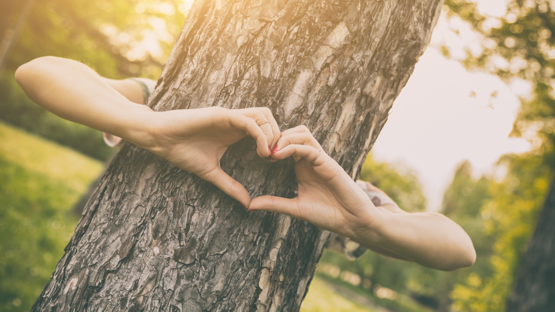 love tree, outdoors, forest, plants, nature