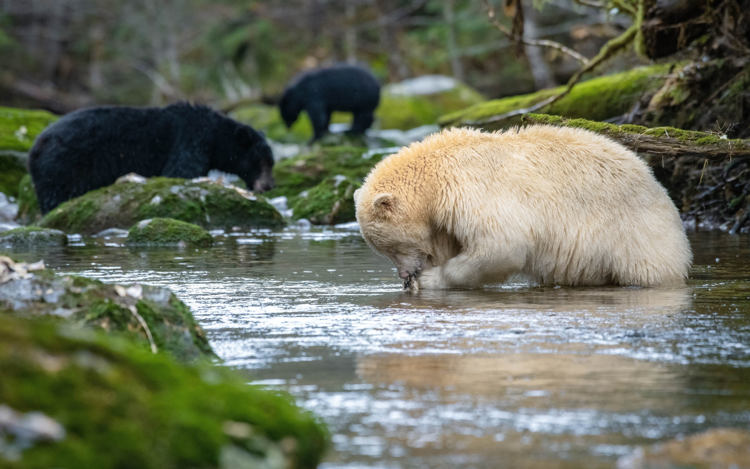 north america, wildlife, bears, canada