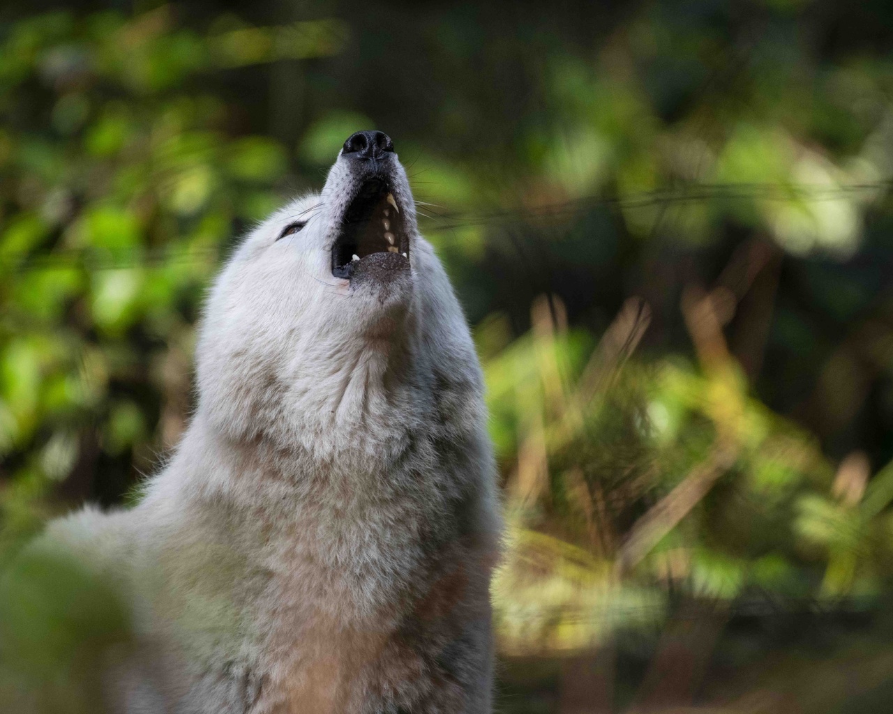 white wolf, full moon, howls