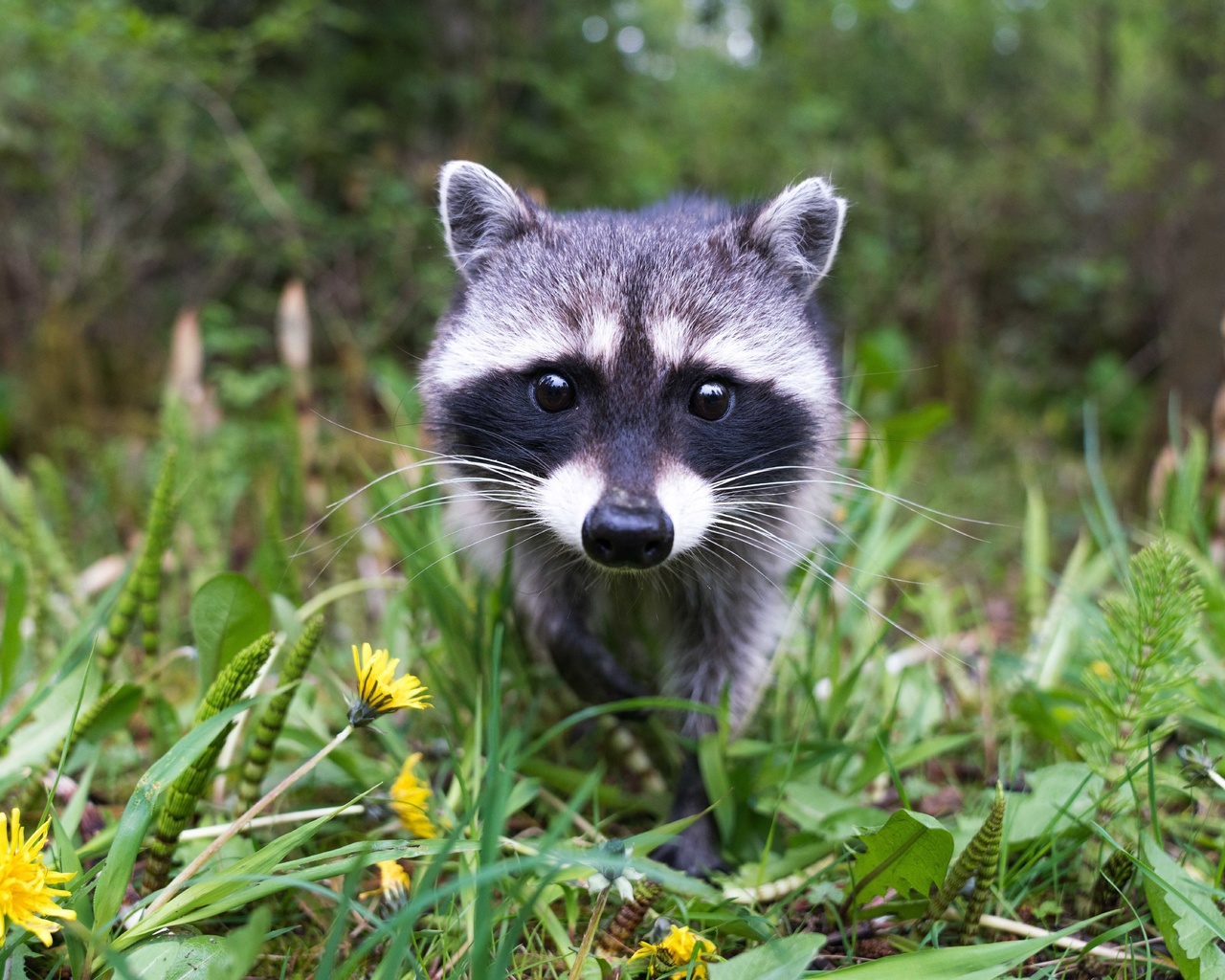 wildlife, cute raccoon, animals