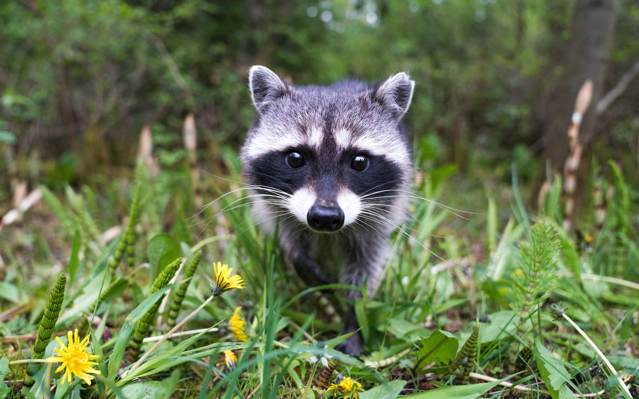 wildlife, cute raccoon, animals