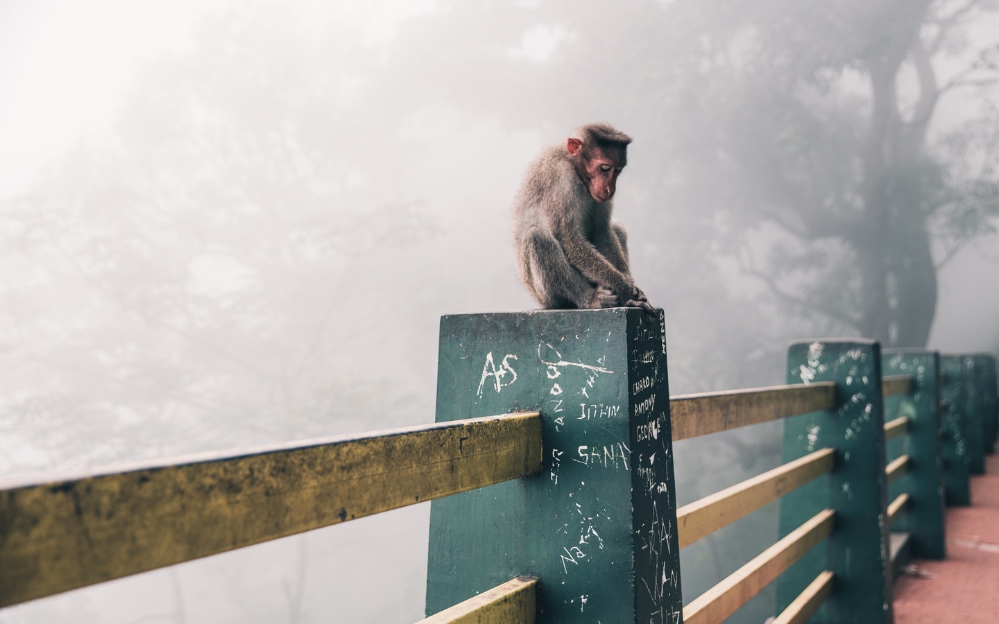 snow monkey, foggy day, japan