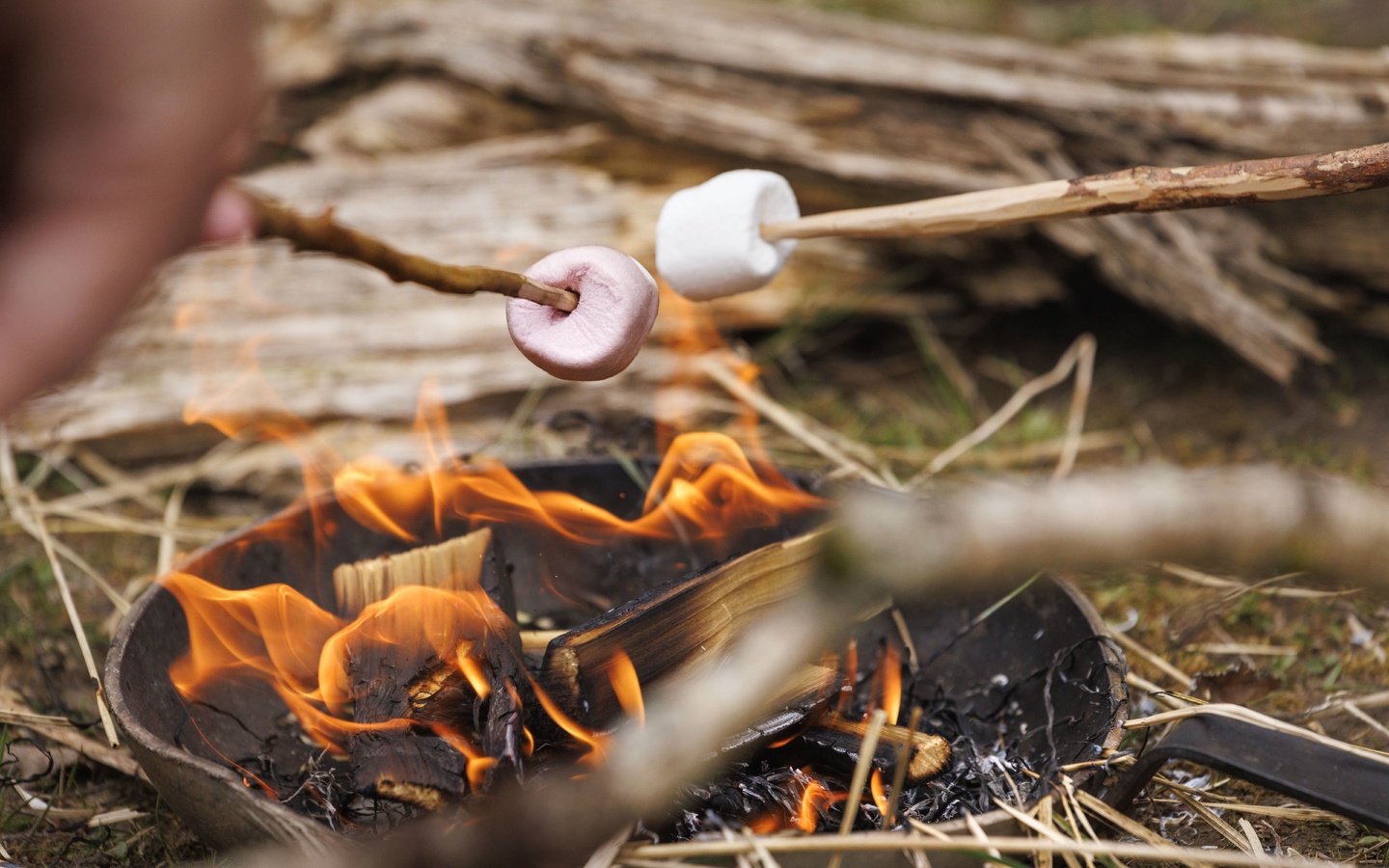 campfire, forest gatherings, toasted marshmallow