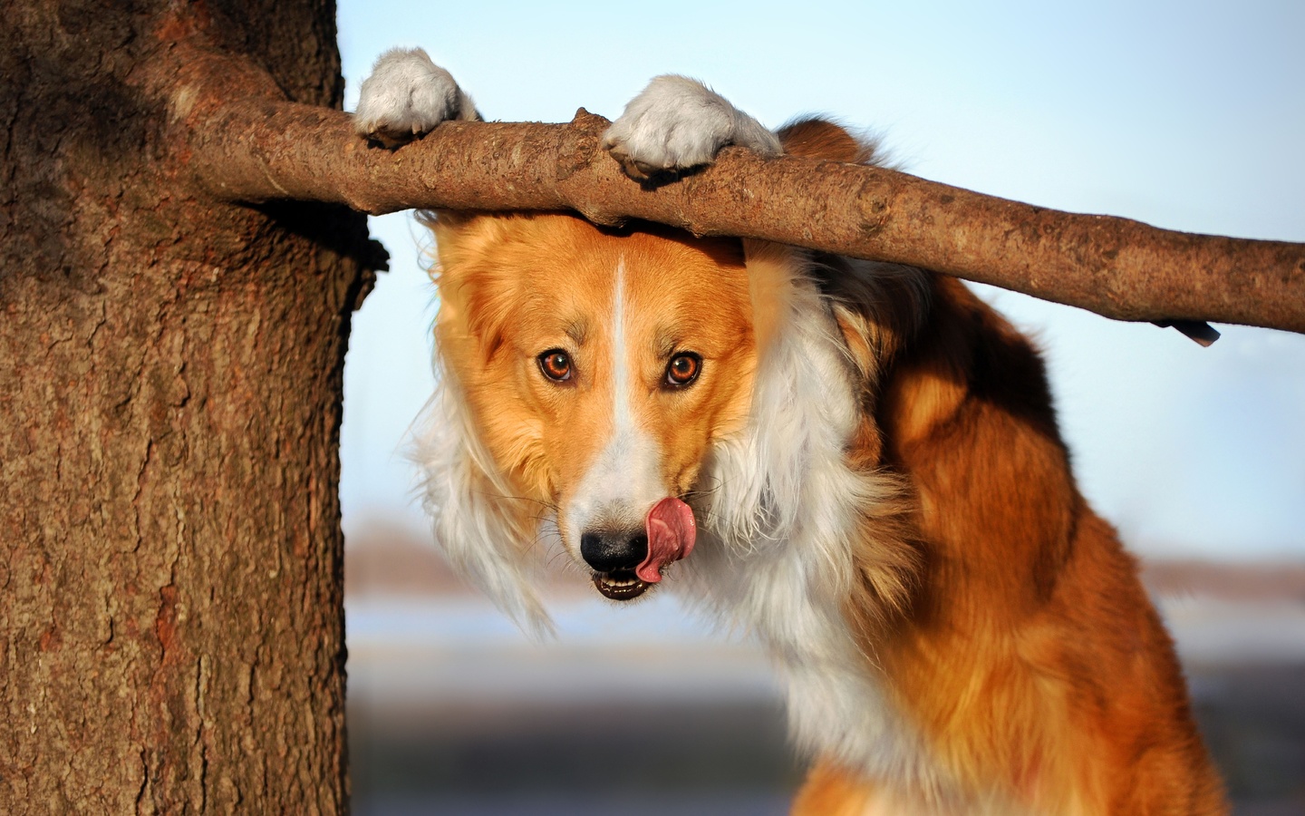 border collie, animal, herding dog