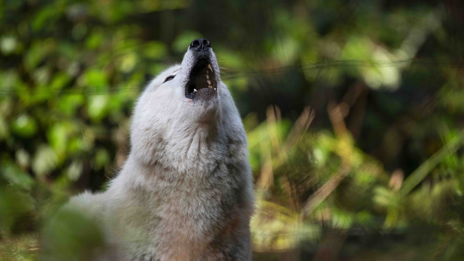 white wolf, full moon, howls