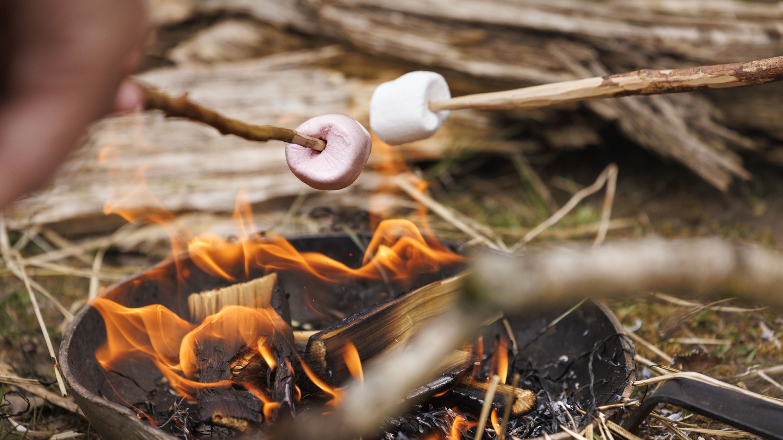 campfire, forest gatherings, toasted marshmallow