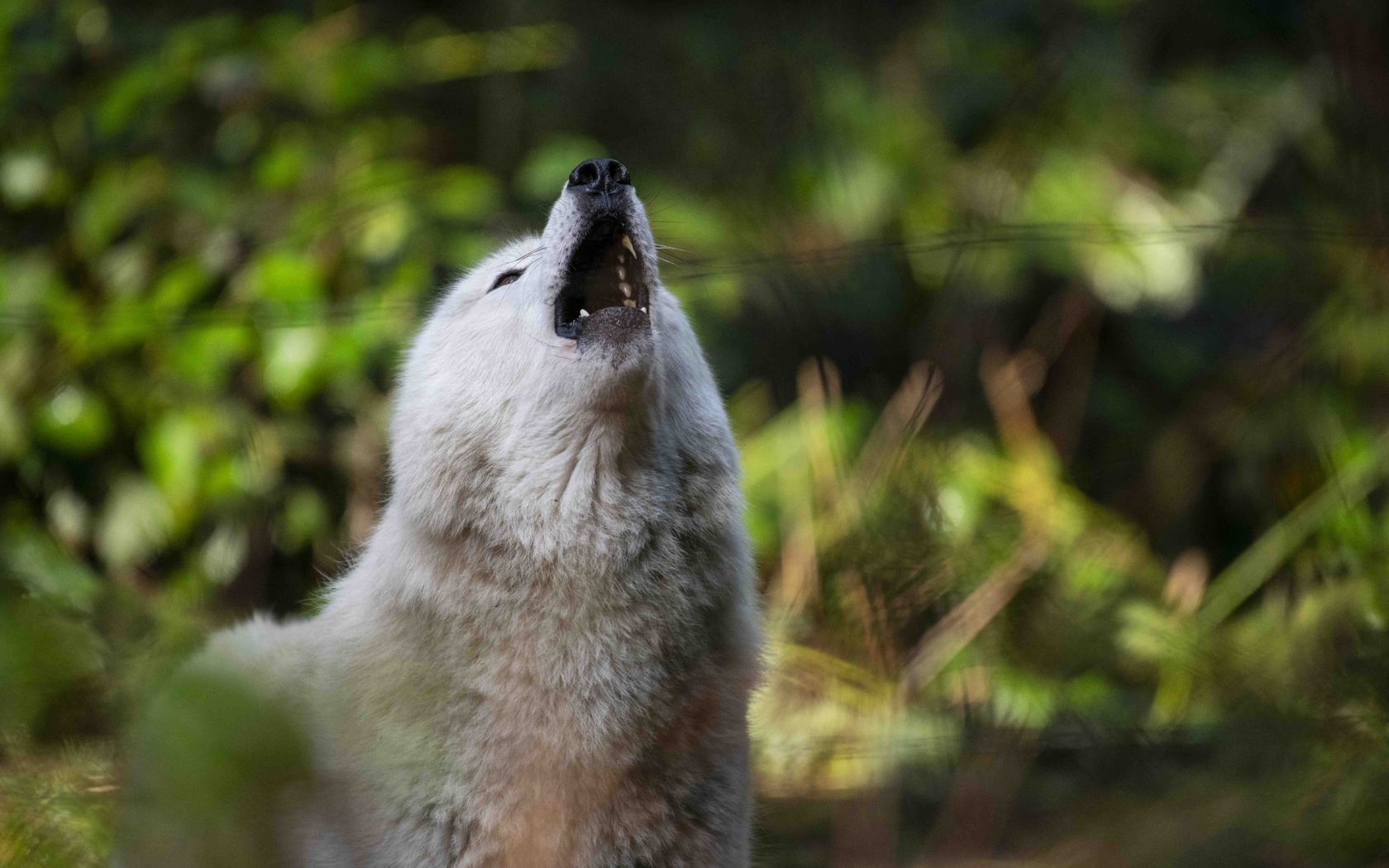 white wolf, full moon, howls