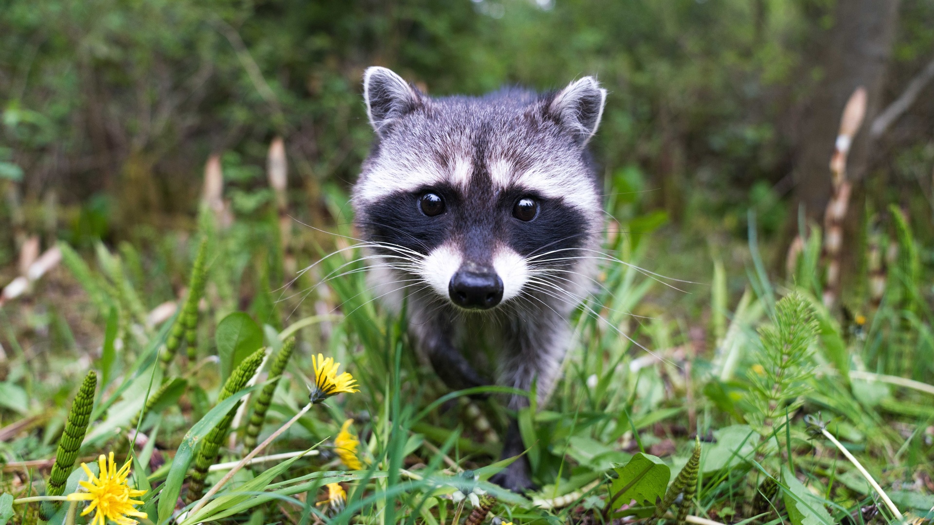 wildlife, cute raccoon, animals