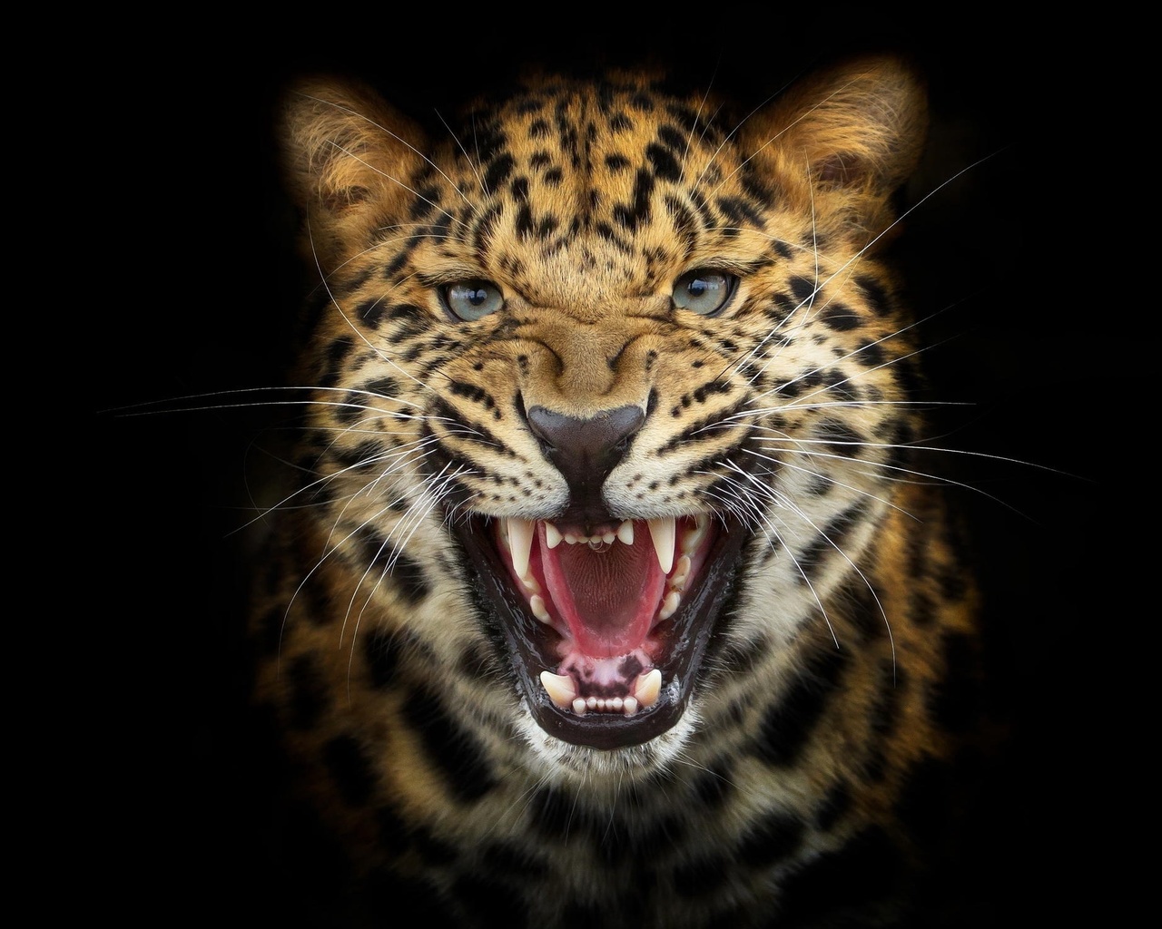 leopard, cat, teeth, predator, wiskers