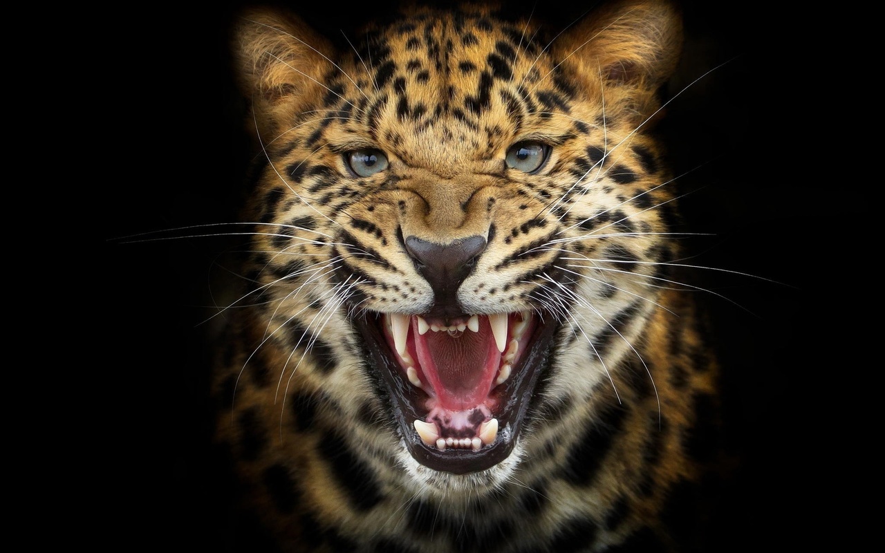 leopard, cat, teeth, predator, wiskers