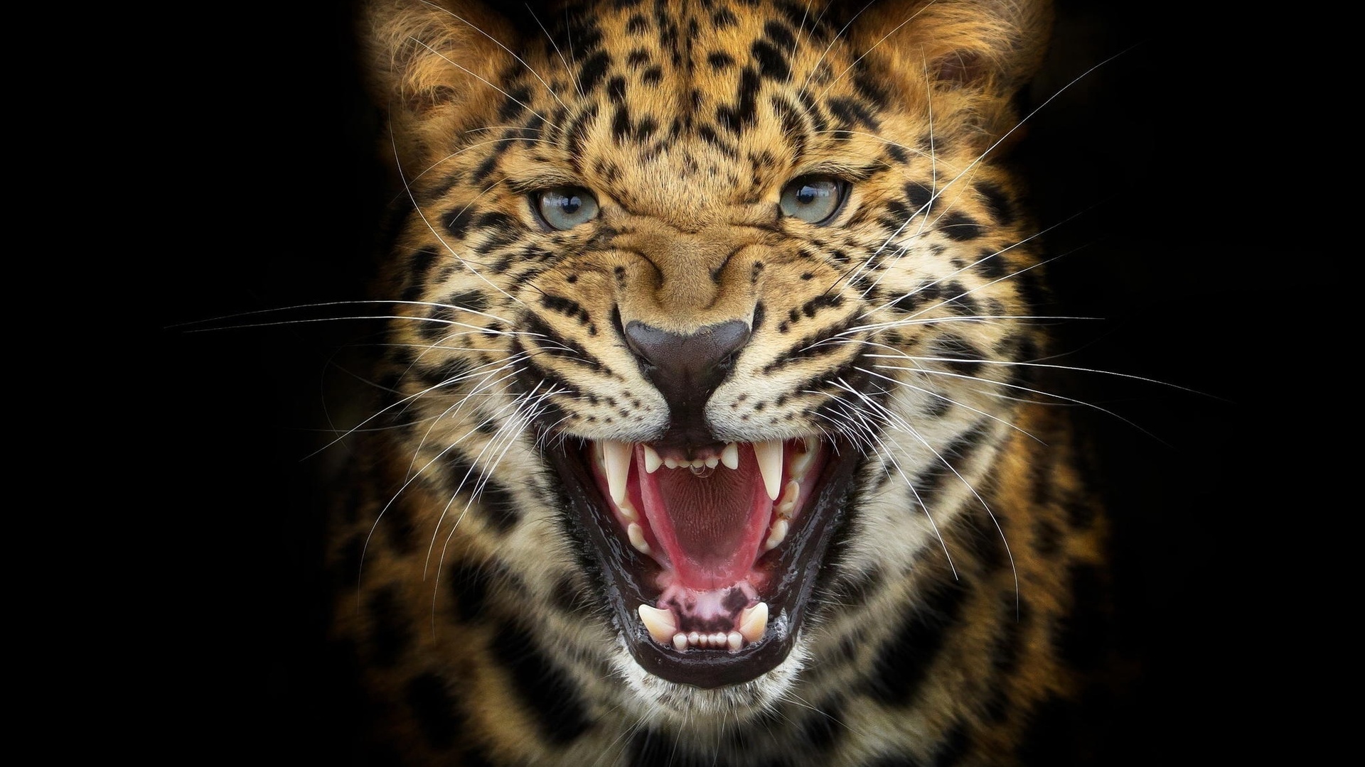 leopard, cat, teeth, predator, wiskers