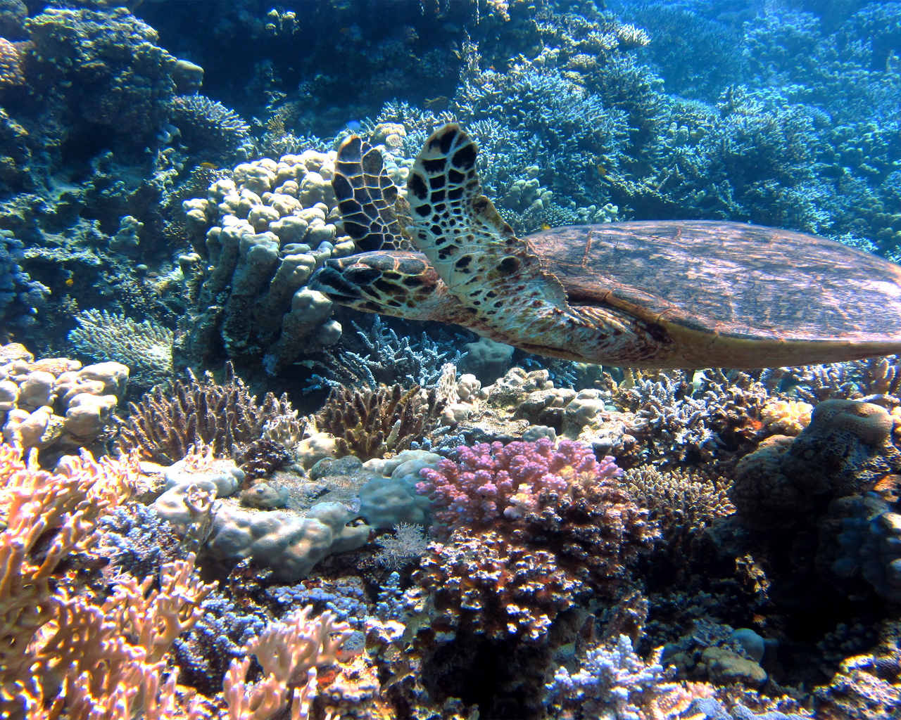 fundo do mar, tartaruga, natureza