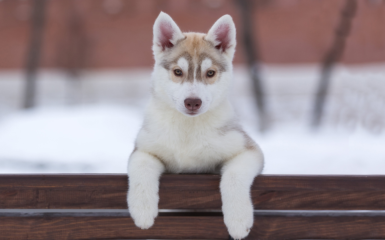 husk, cachorro, lindo, neve