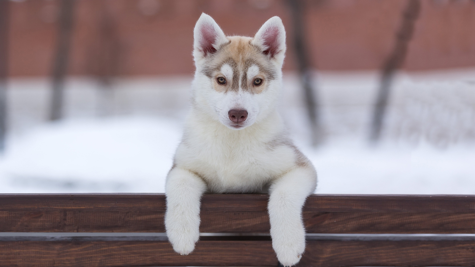 husk, cachorro, lindo, neve