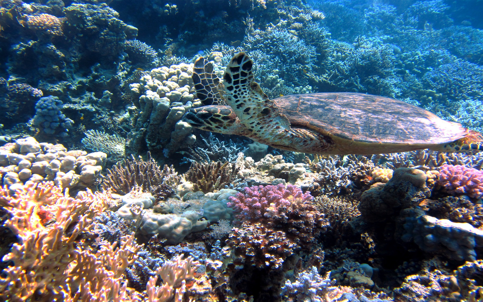 fundo do mar, tartaruga, natureza