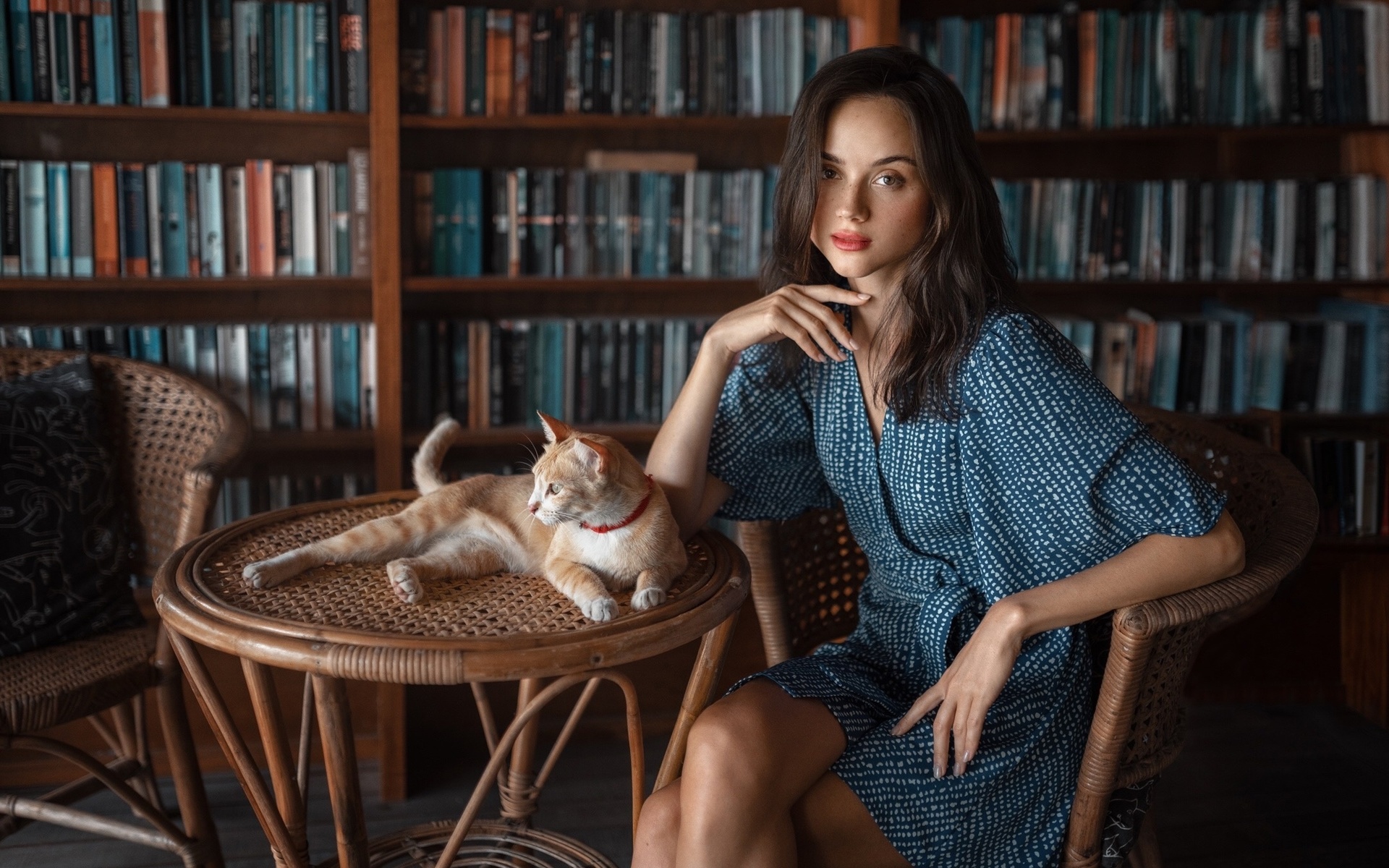 brunette, bookstore, , model, blue dress, women indoors, books, cat, red lipstick, beautiful