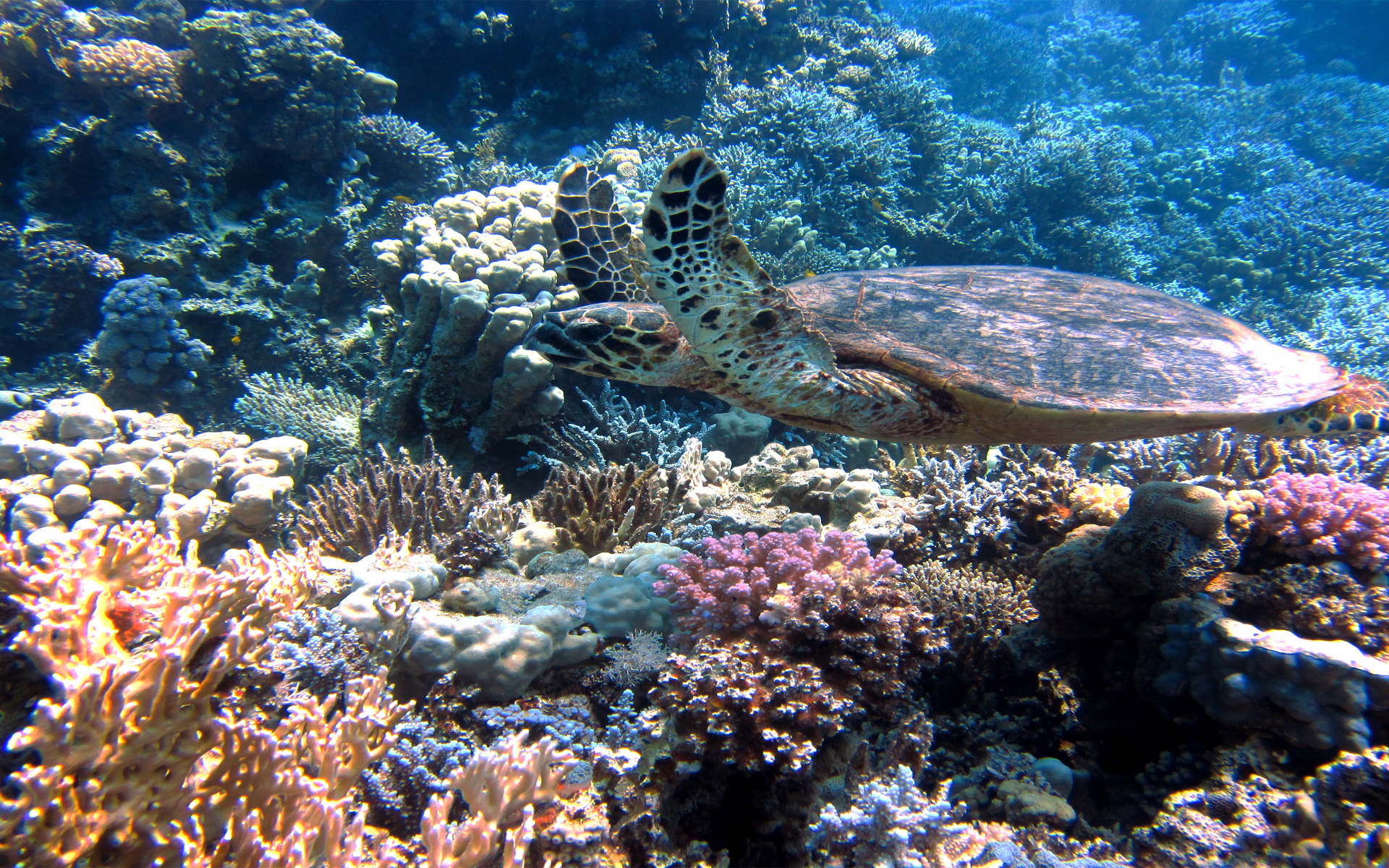 fundo do mar, tartaruga, natureza