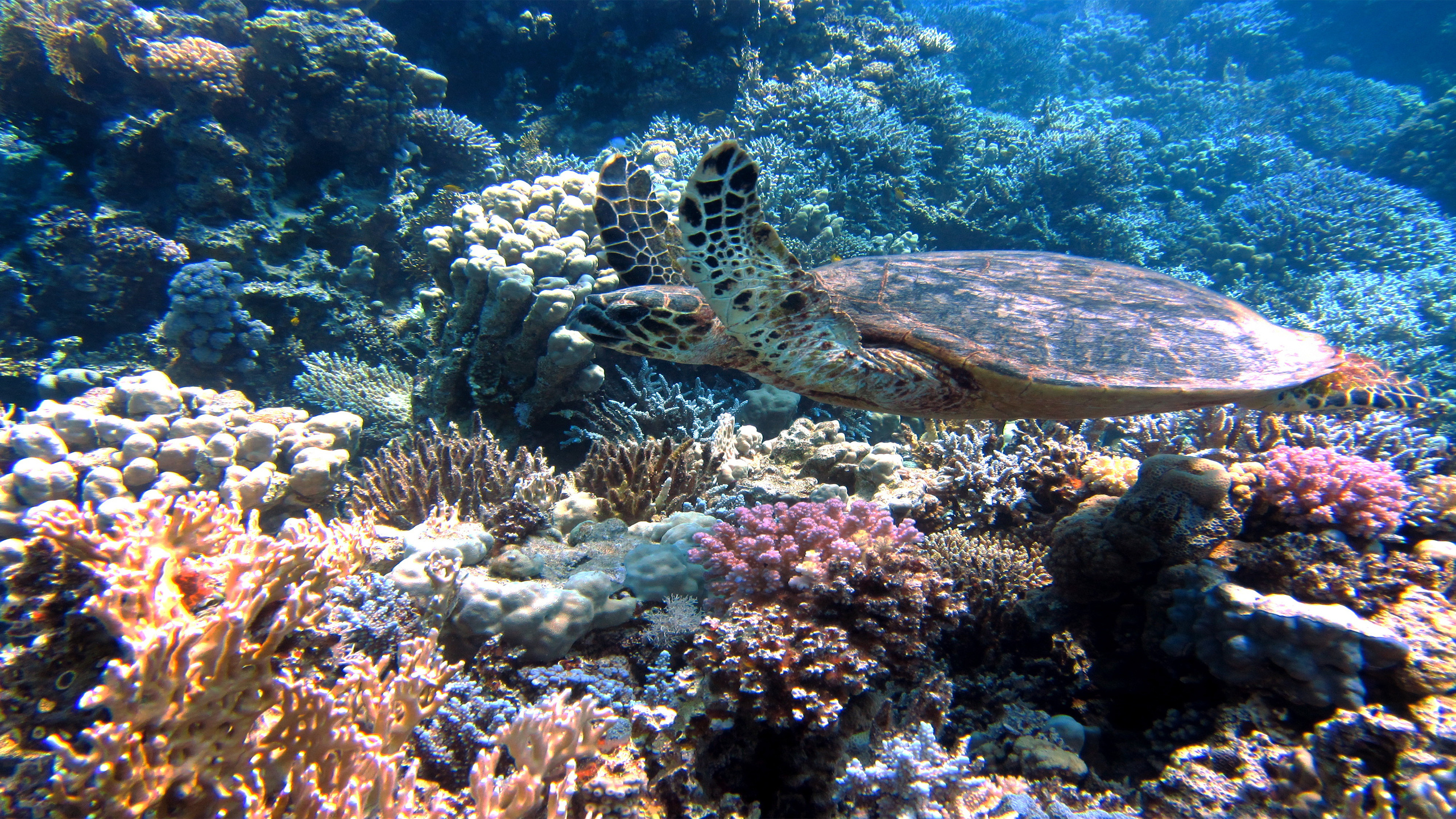 fundo do mar, tartaruga, natureza